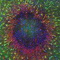 astrocytes