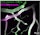 macrophages
