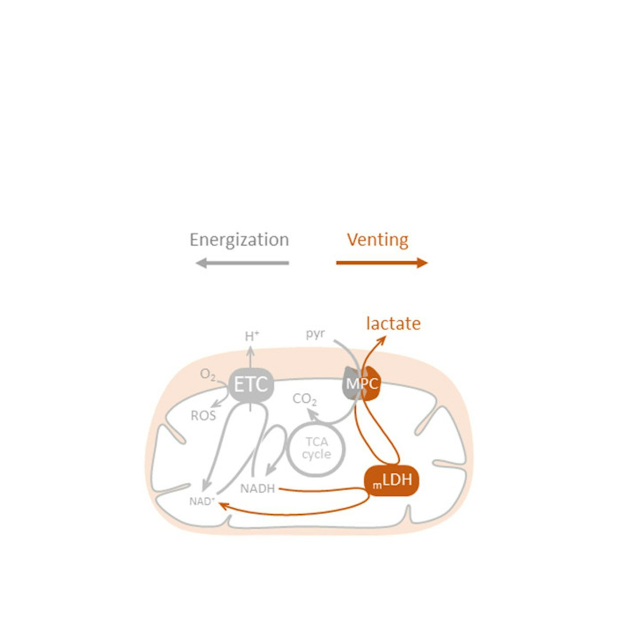 Mitochondrial lactate venting limits oxidative stress