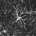 astrocyte