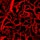 capillary occlusion