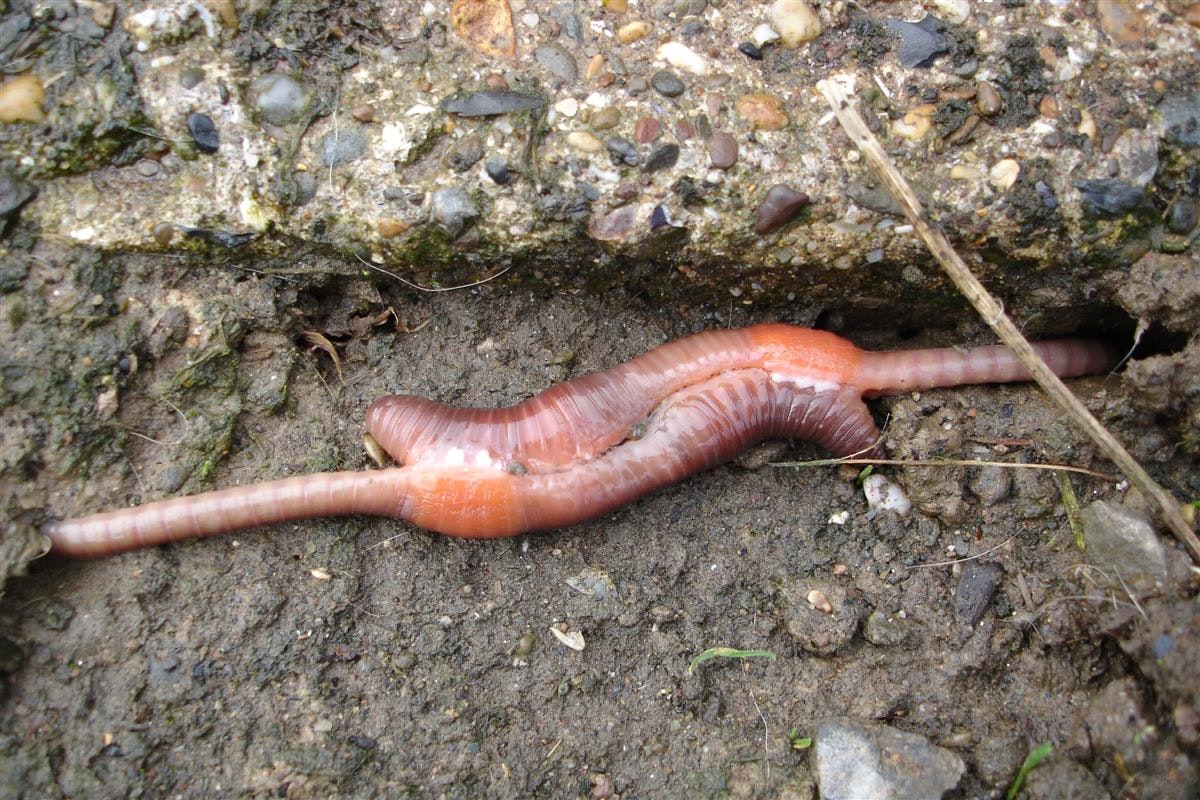 www.sciencelearn.org.nz