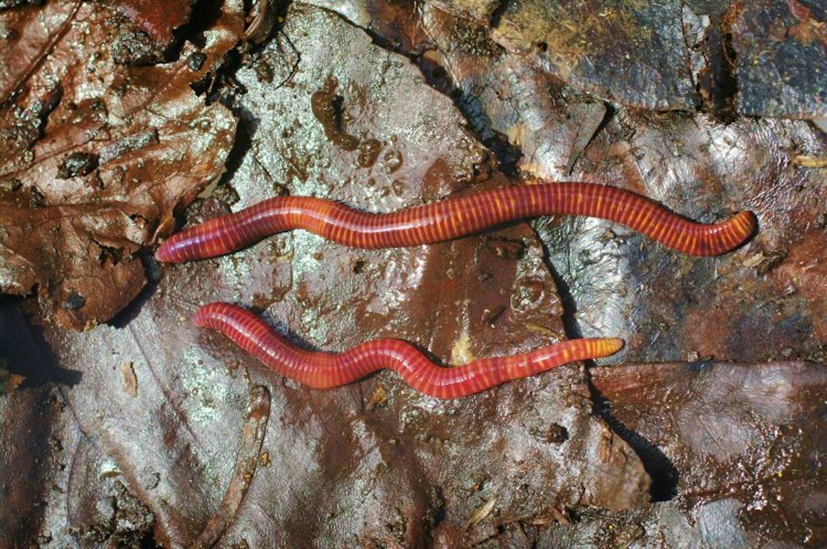 Beyond the tiger worm — Science Learning Hub
