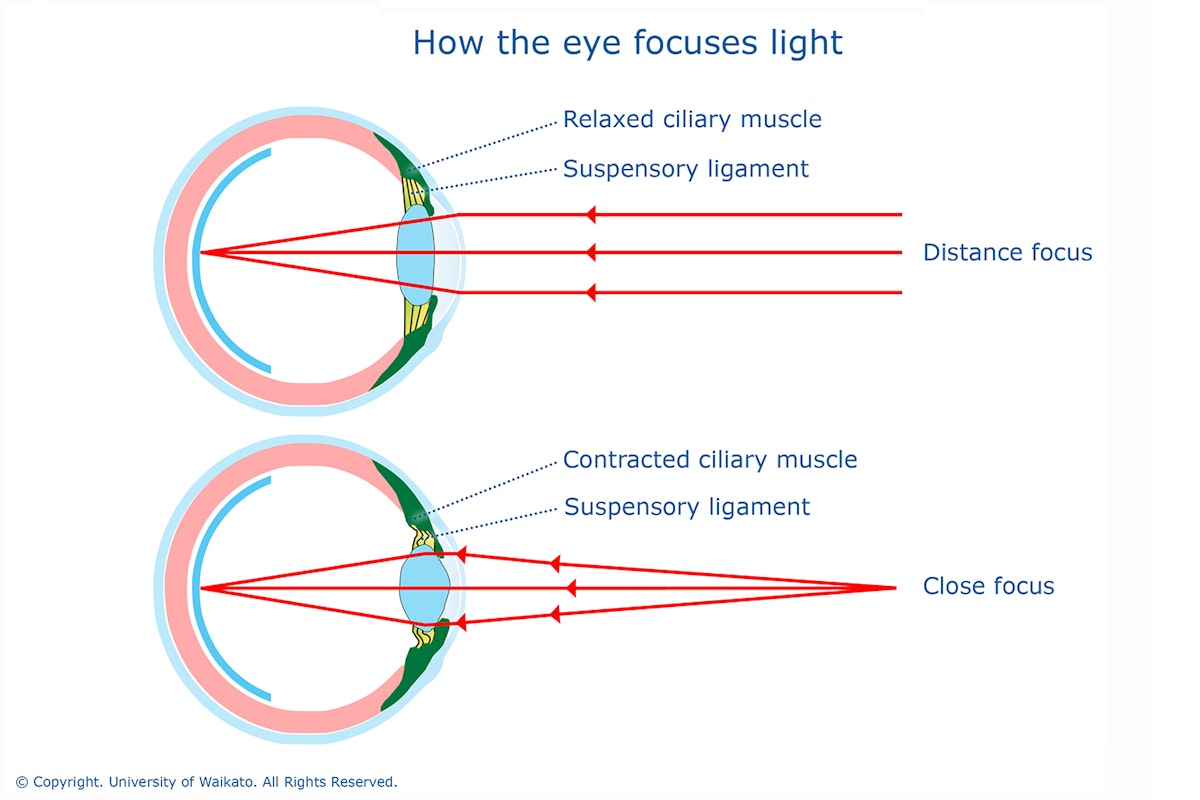 Refreaction Eye How the eye focuses light — Science Learning Hub