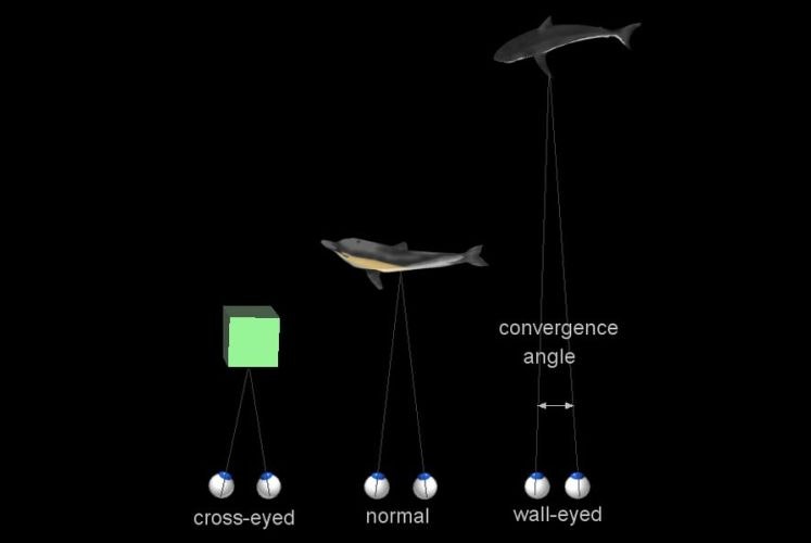 Depth Perception Mouse Depth perception — Science Learning Hub
