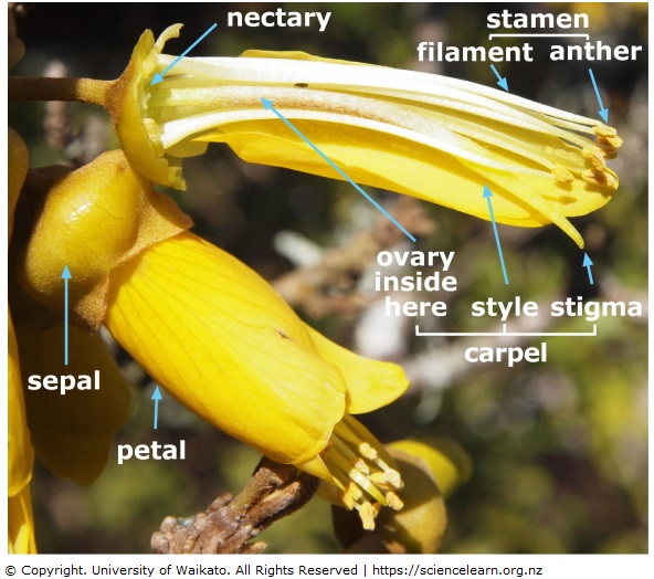 petal parts