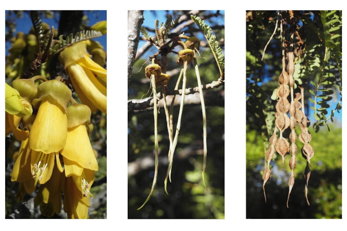 Flowering plant life cycles — Science Learning Hub