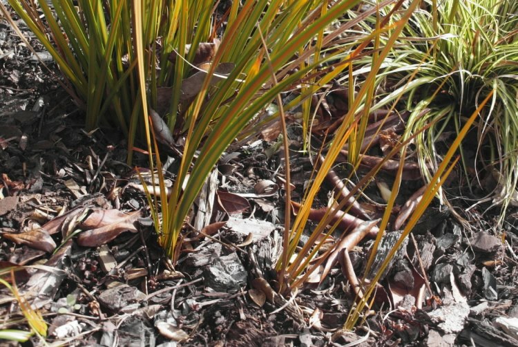 Easy Plants Ryzomatic New plants from a rhizome — Science Learning Hub