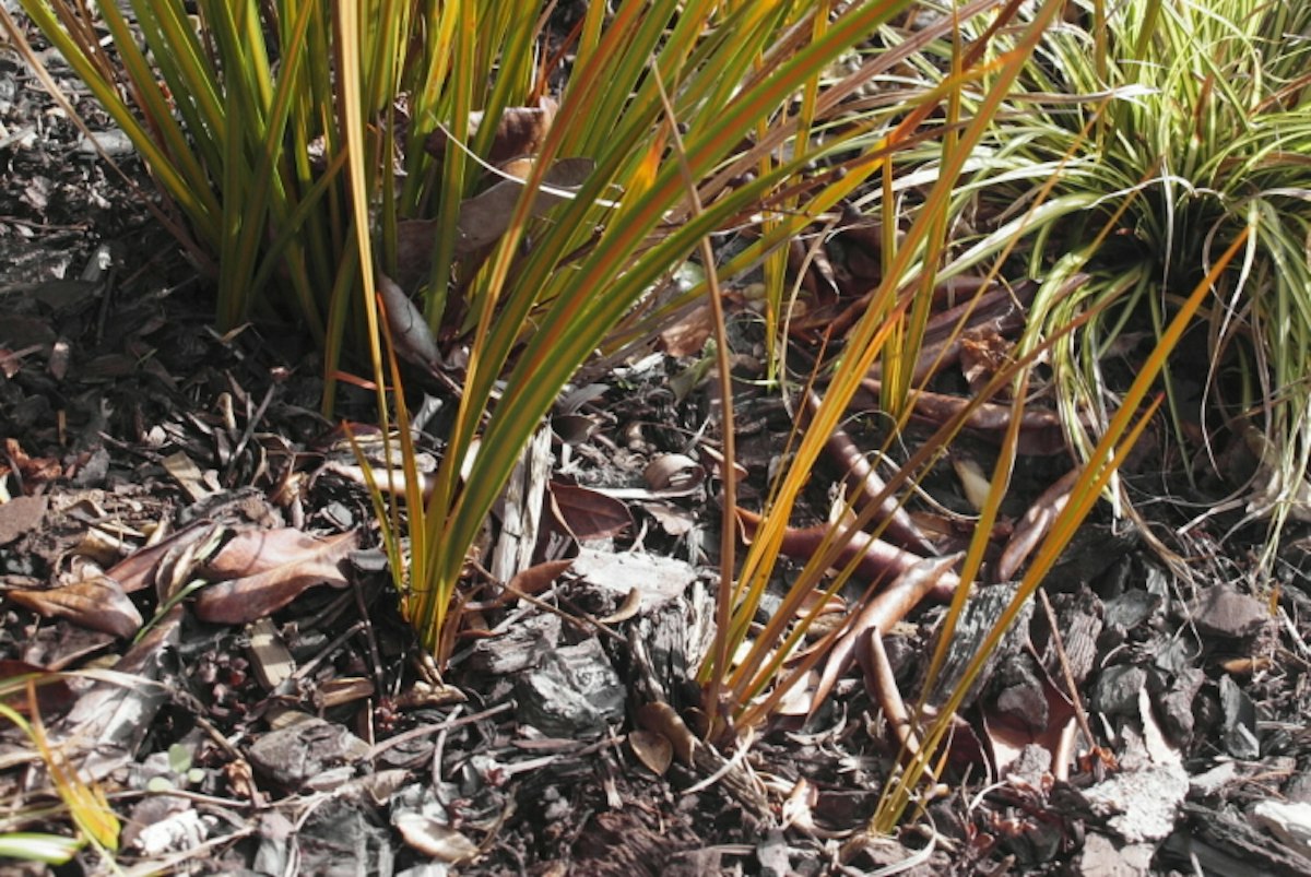 New plants from a rhizome — Science Learning Hub