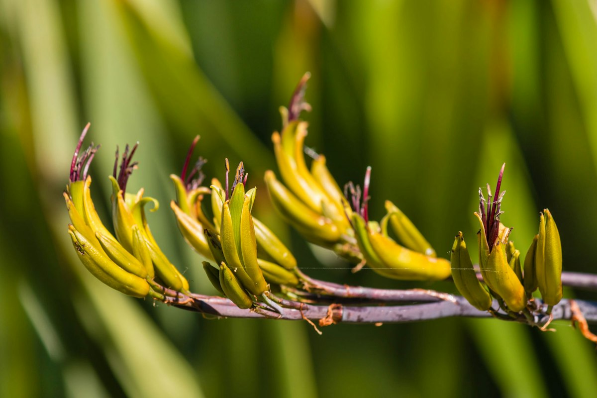 Pollination – introduction — Science Learning Hub