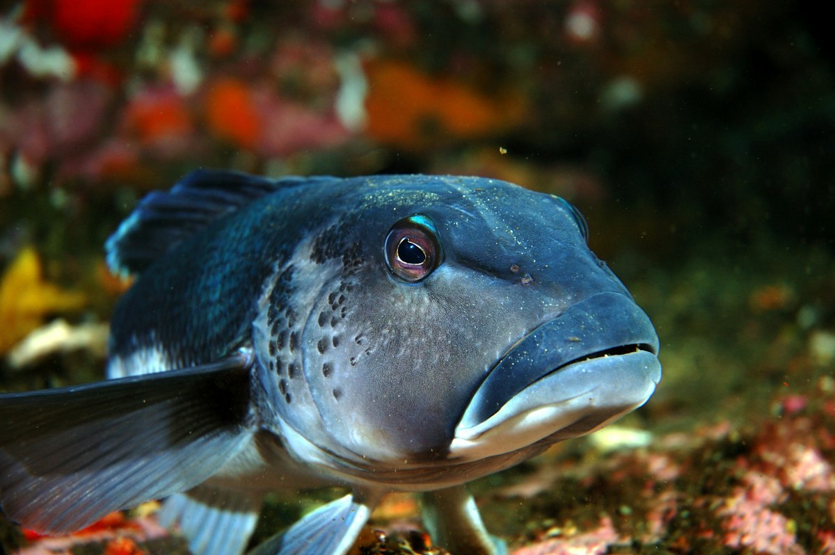 Investigating life in the sea – introduction