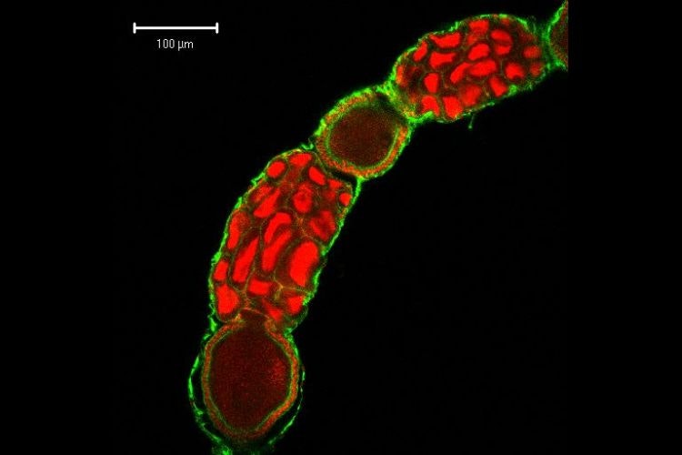 Light microscopes — Science Learning Hub