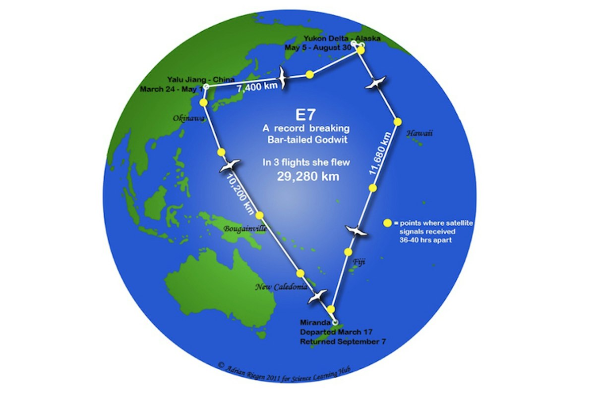 Flight of the godwit — Science Learning Hub