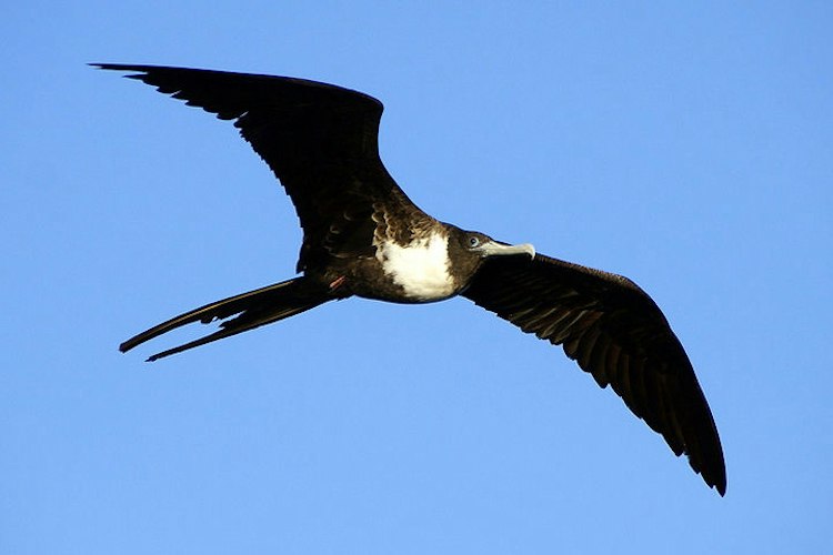How Wing Look Wing aspect ratio — Science Learning Hub