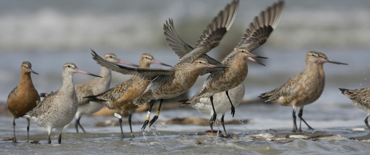 Godwits – designed to fly — Science Learning Hub