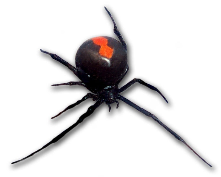 Redback Insects Redback — Science Learning Hub