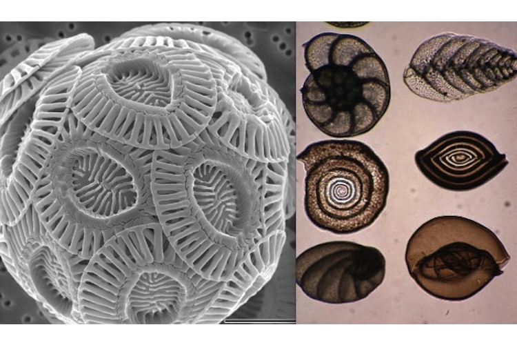 Microscopic view of coccolithophore Syracosphaera pulchra