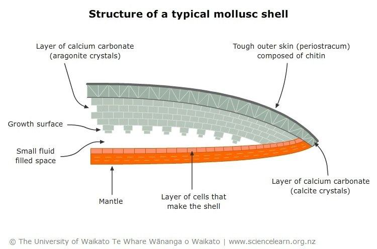 Mantle Shell Mollusc shell structure — Science Learning Hub
