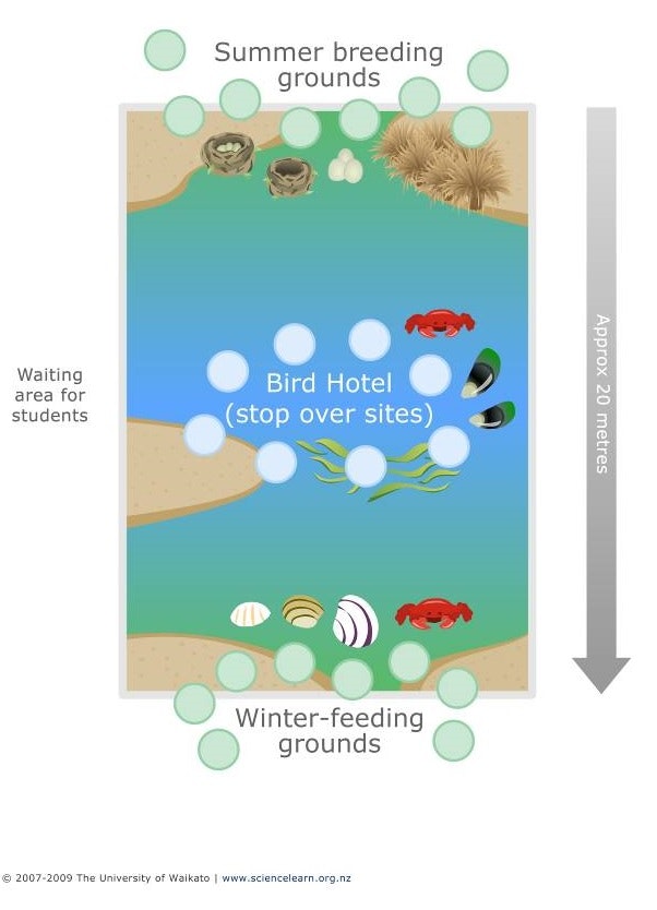 Bird hotel — Science Learning Hub