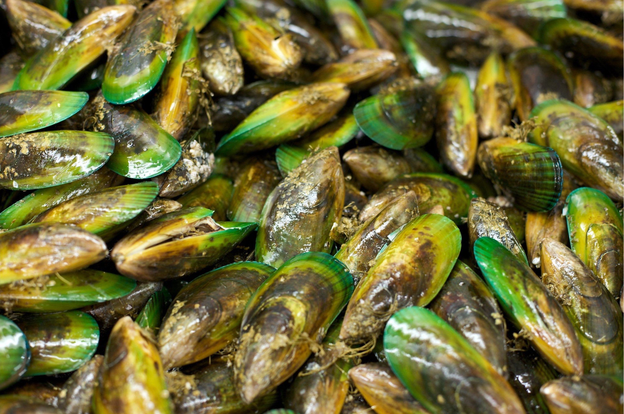 Tightly packed, high-angle close-up view of a large pile of fresh green-lipped mussels with various shades of green and brown shells