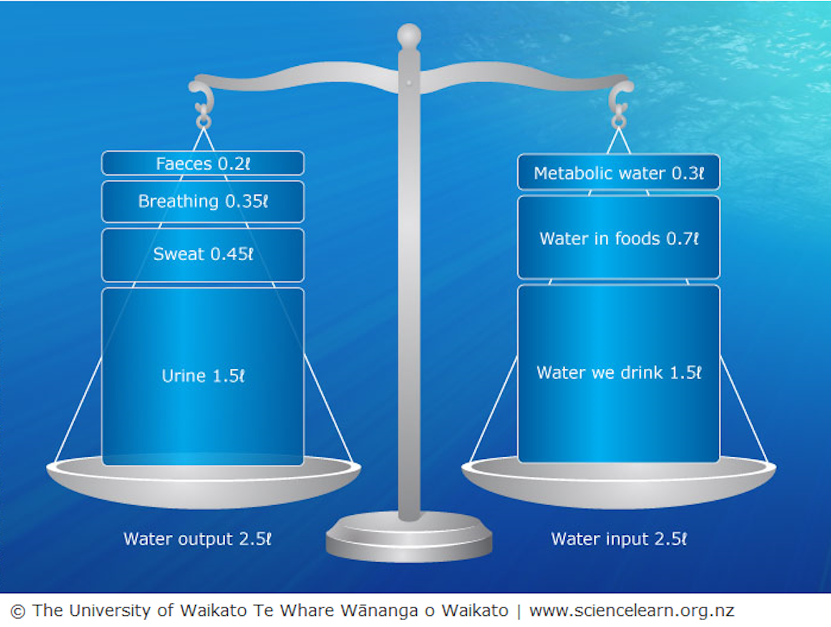 Balancing our daily water needs — Science Learning Hub