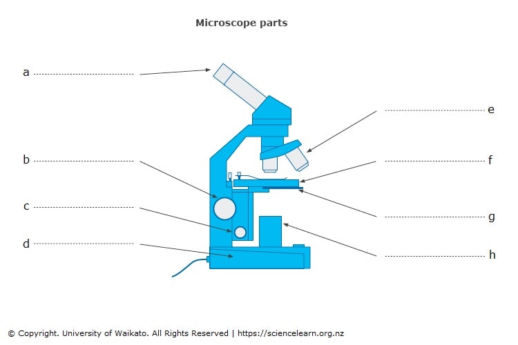 Microscope Poerts Microscope parts — Science Learning Hub