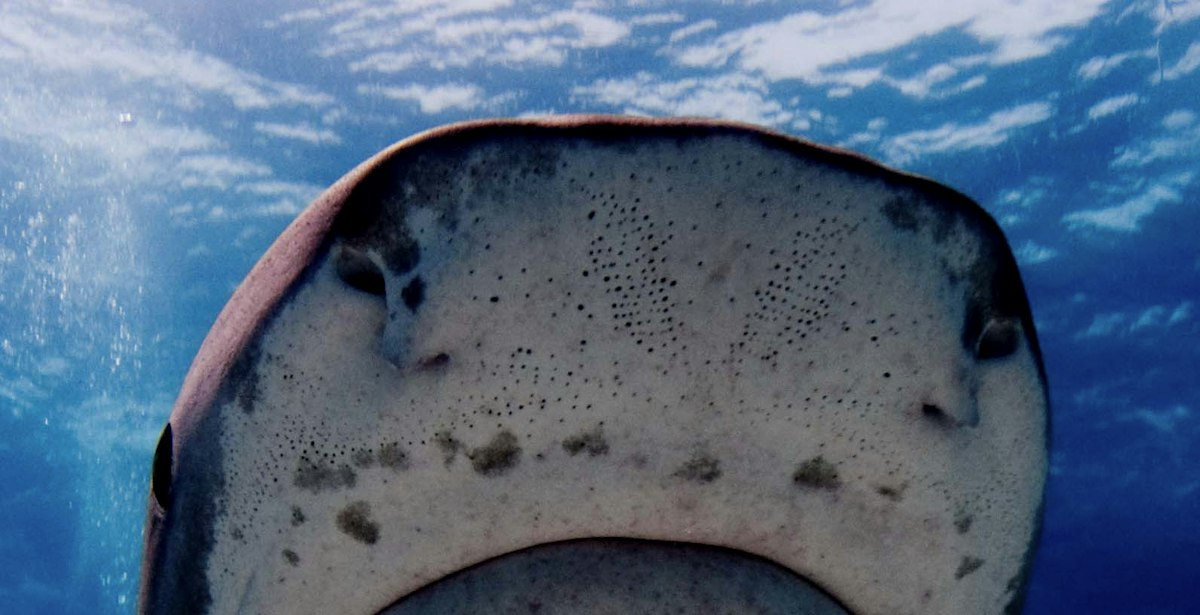 Non-visual sensory systems of fish — Science Learning Hub