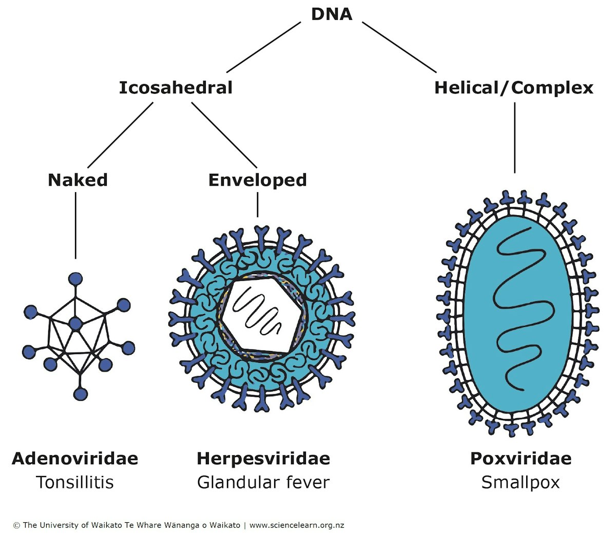 Virus Function Hepatitis A Virus Diagram