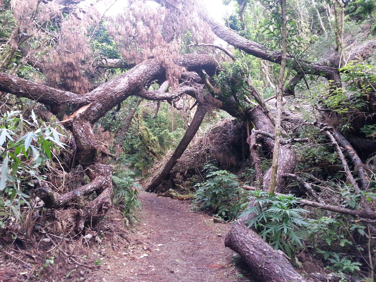 Forest path — Science Learning Hub