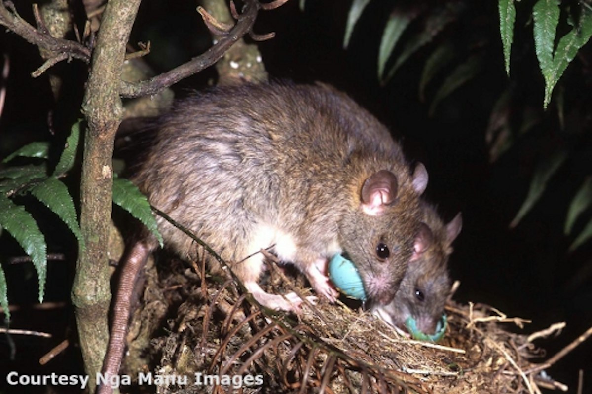 Old rat bones provide key to past — Science Learning Hub