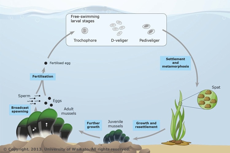 Mussels Science Life of a green-lipped mussel — Science Learning Hub