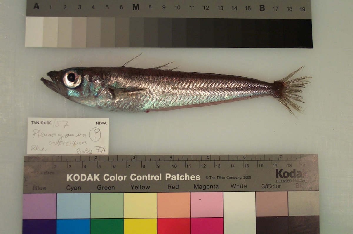 Week 3: Diversity of Ross Sea fish — Science Learning Hub
