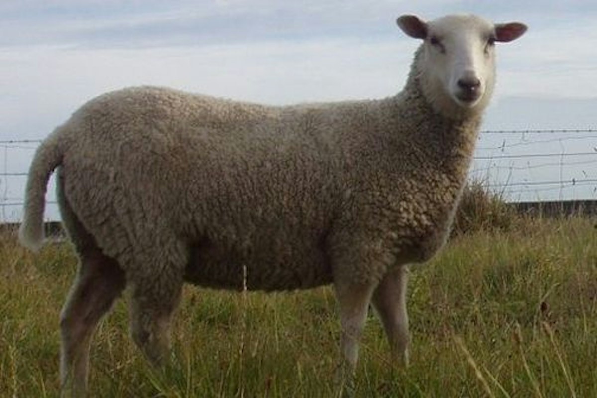 Easy care sheep – introduction — Science Learning Hub