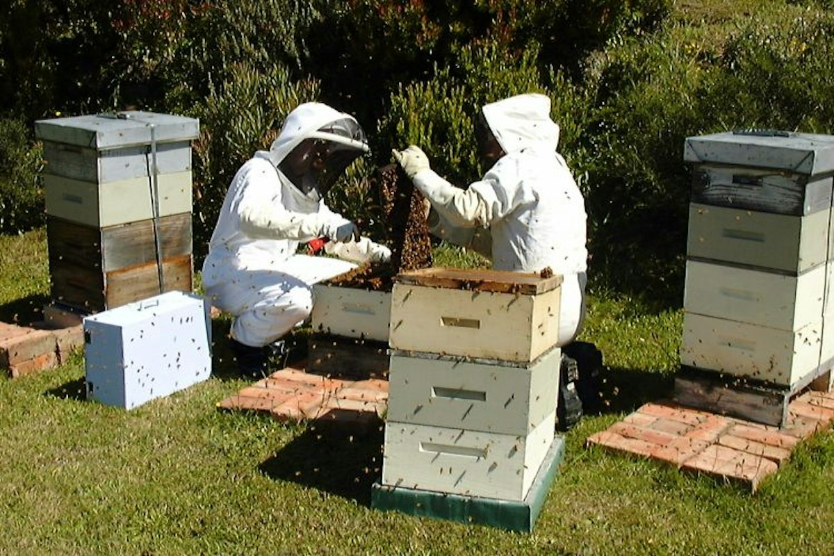Bee-friendly insecticides — Science Learning Hub