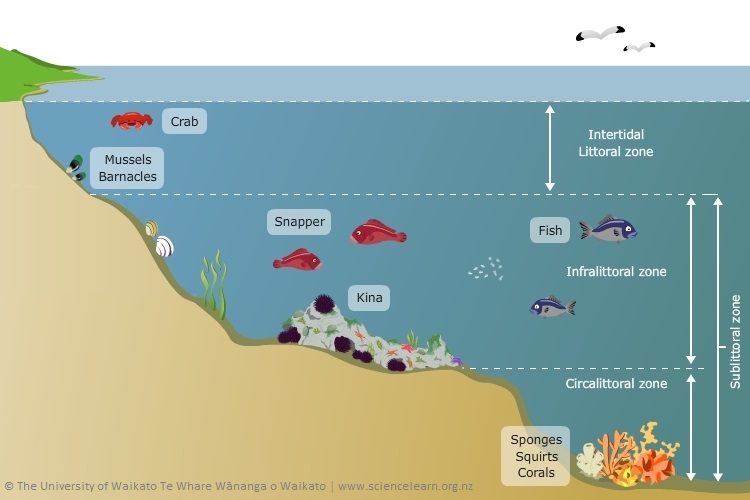 A detailed illustration of various marine animals found at Goat Island, with sound waves emanating from each animal
