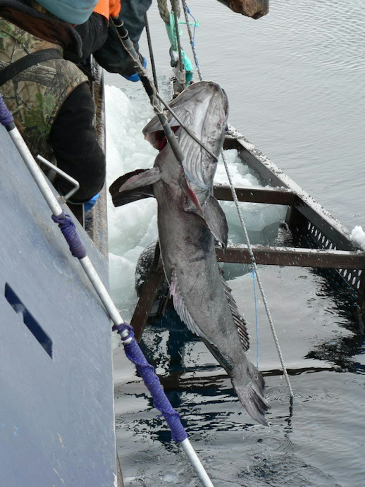 Toothfish longline — Science Learning Hub