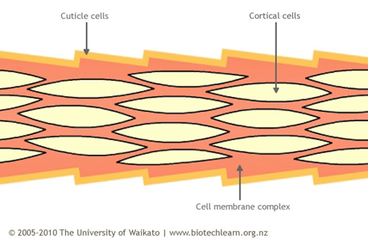 Cell membrane complex — Science Learning Hub