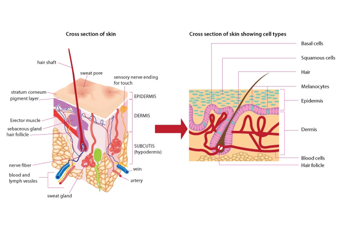 Cross section of skin — Science Learning Hub