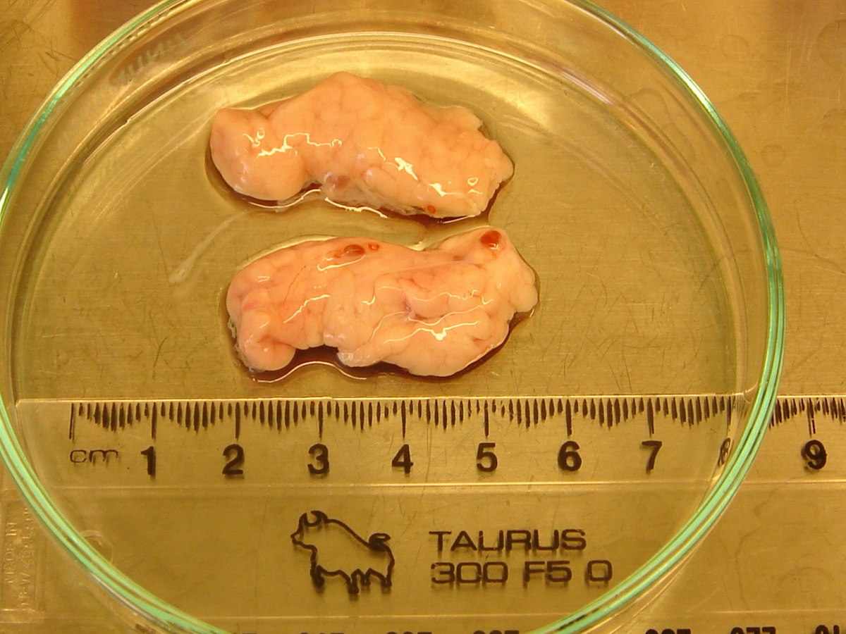 Neonatal pig pancreases — Science Learning Hub
