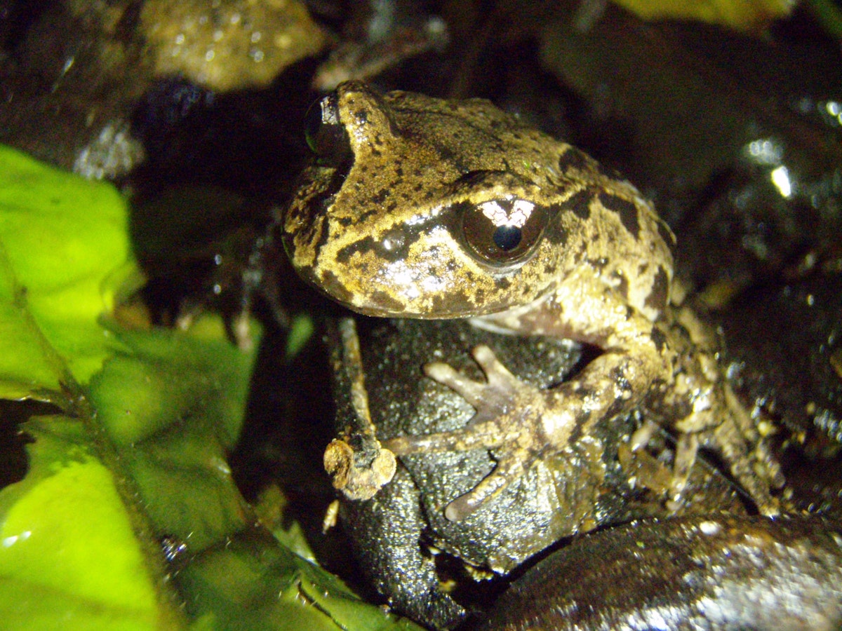 Frog Inrception Observation: learning to see — Science Learning Hub