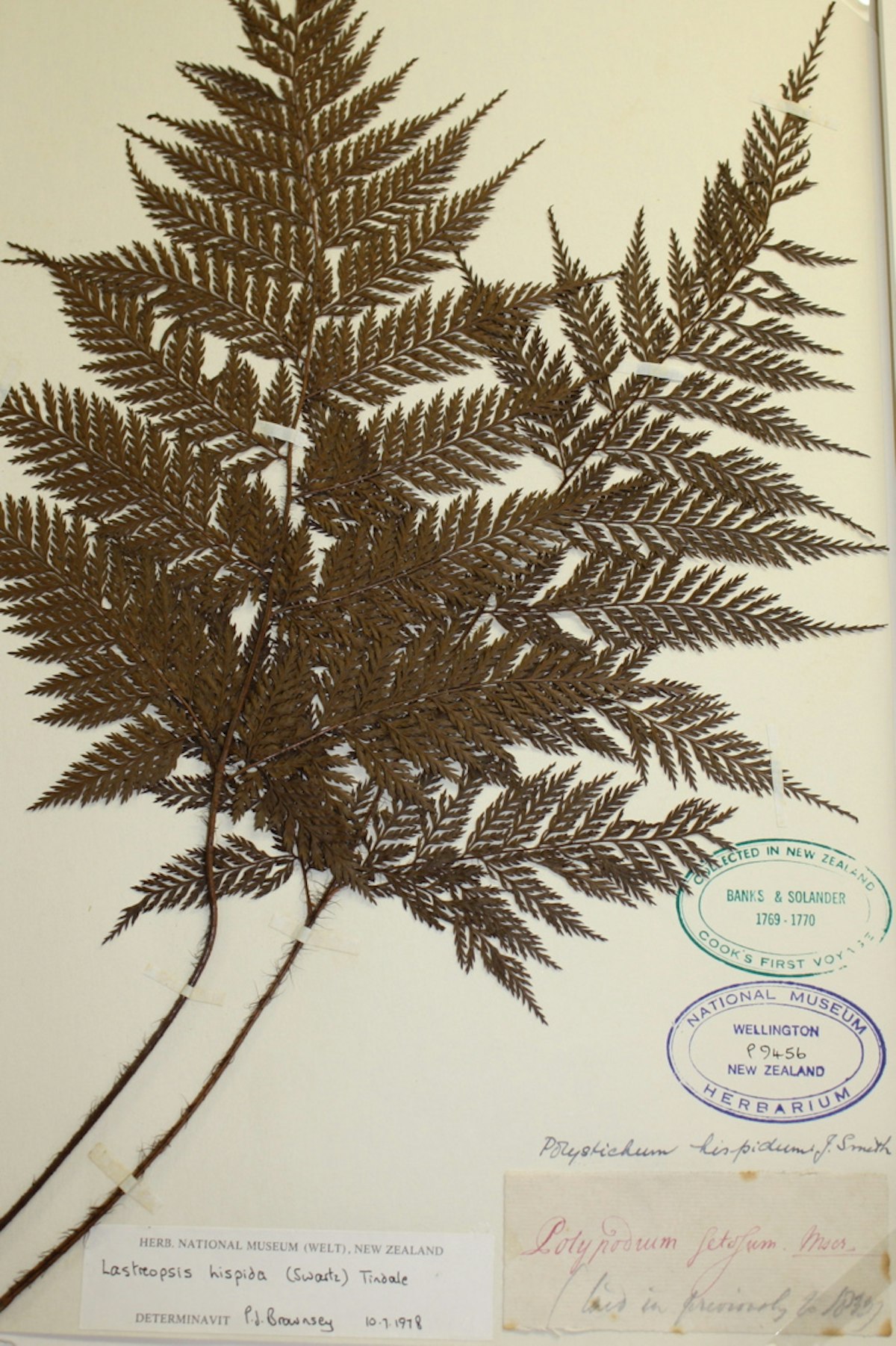 Alternative fern collections — Science Learning Hub