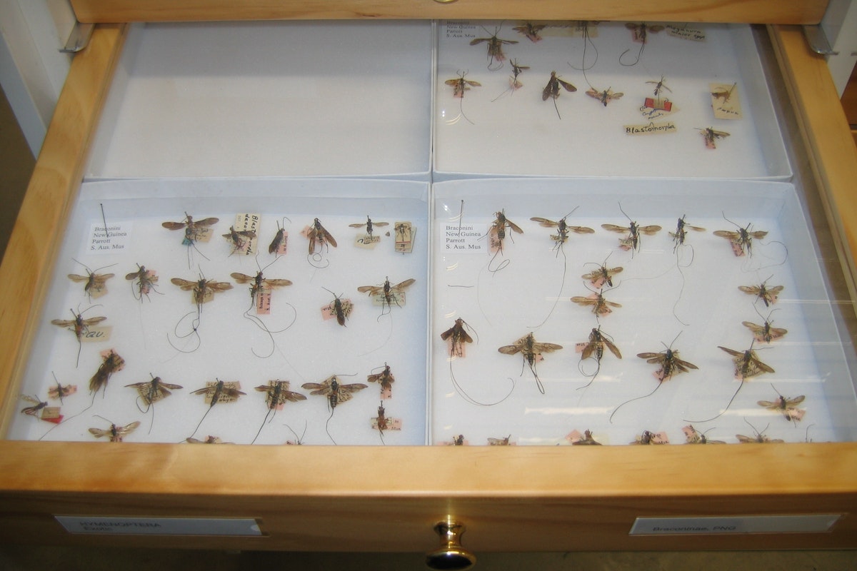 Landcare Research’s insect collection — Science Learning Hub