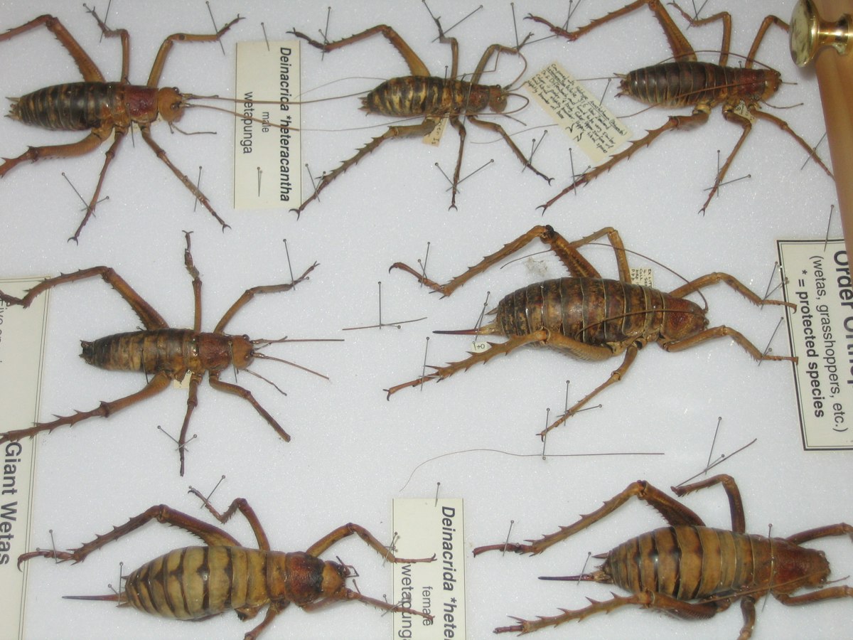 Living World – Insects — Science Learning Hub