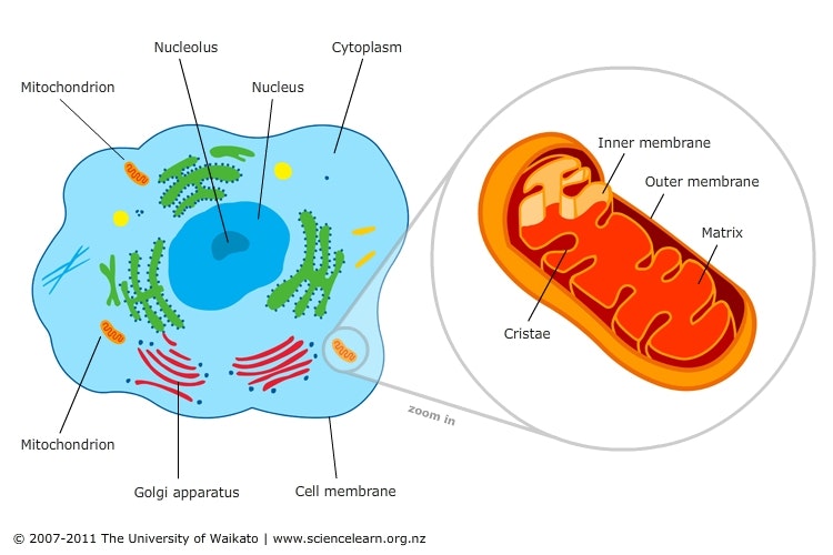https://www.datocms-assets.com/117510/1722387267-cell-featuring-mitochondria20161028-31199-144bq9m.jpg?auto=format&fit=max&w=1200&utm_source=chatgpt.com