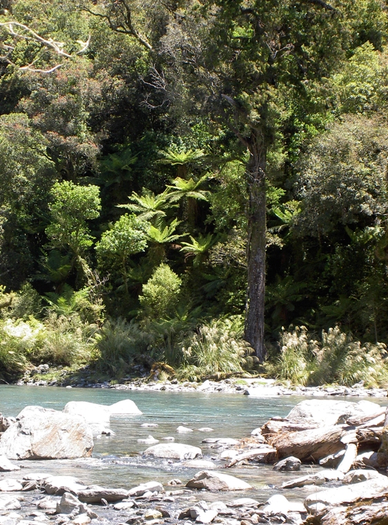 Native forest — Science Learning Hub
