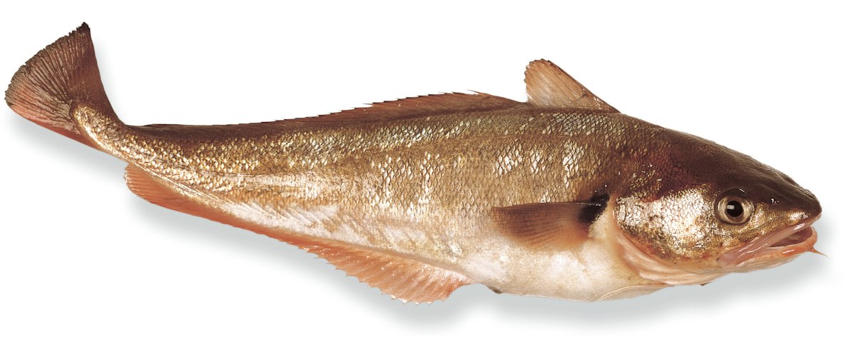 Red cod — Science Learning Hub