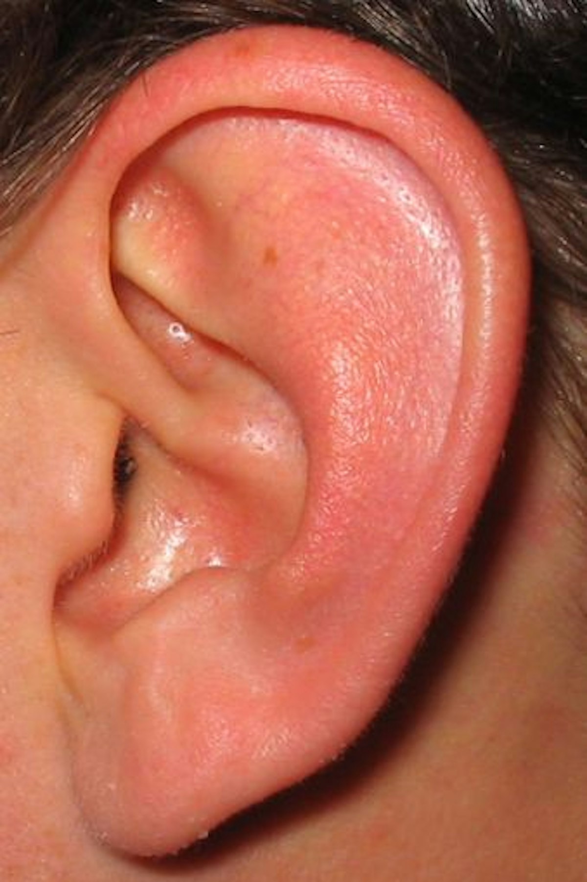 Human hearing — Science Learning Hub