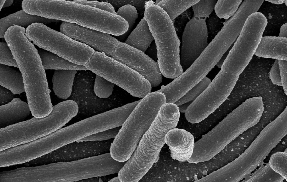 E. coli – the biotech bacterium — Science Learning Hub