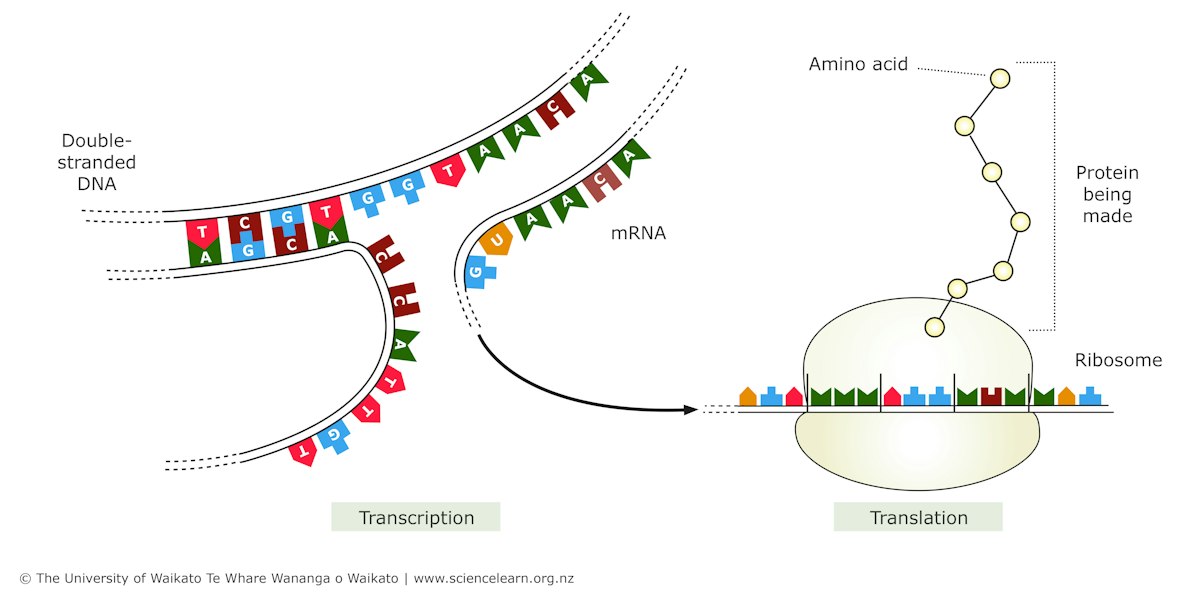 Making a protein — Science Learning Hub