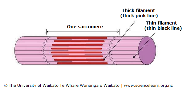 Muscle cell — Science Learning Hub